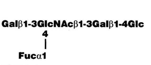Lacto-N-fucopentaose II