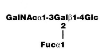 A-tetrasaccharide