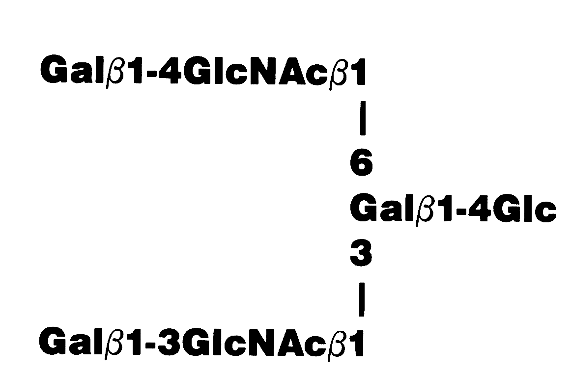 Lacto-N-hexaose