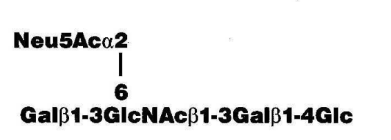 Sialyllacto-N-tetraose b