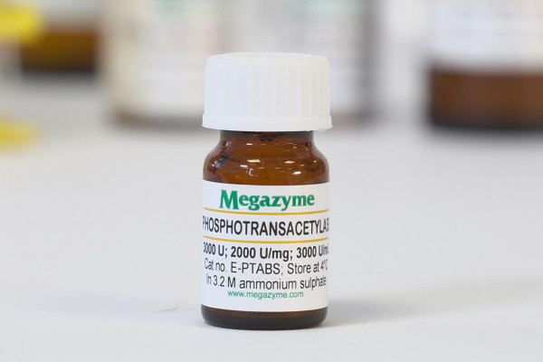 Phosphotransacetylase (Bacillus subtilis )