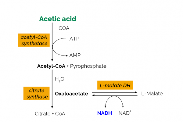 Acetic Acid Assay Kit (ACS Manual Format)