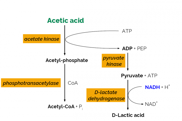 Acetic Acid Assay Kit (Acetate Kinase Manual Format)