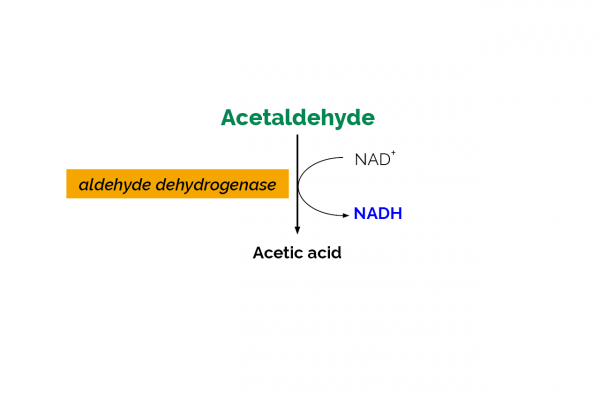Acetaldehyde Assay Kit