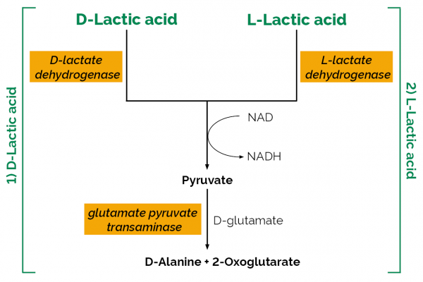 D-/L-Lactic Acid (D-/L-Lactate) (Rapid) Assay Kit