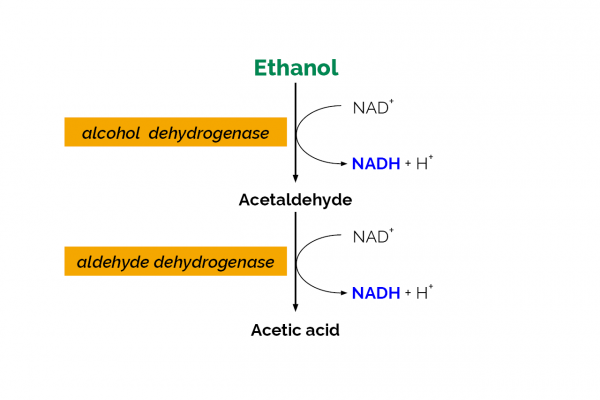 Ethanol Assay Kit