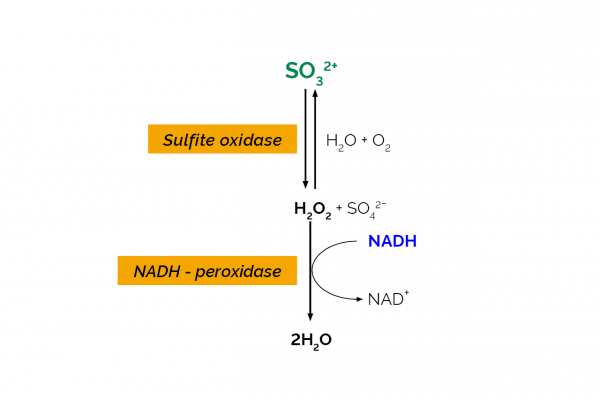 Total Sulfite Assay Kit (Enzymatic)