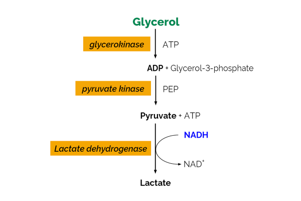 Glycerol Assay Kit