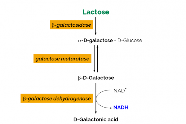 Lactose/Galactose Assay Kit (Rapid)