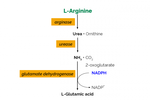 L-Arginine/Urea/Ammonia Assay Kit