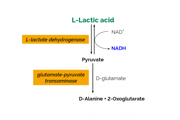 L-Lactic Acid (L-Lactate) Assay Kit