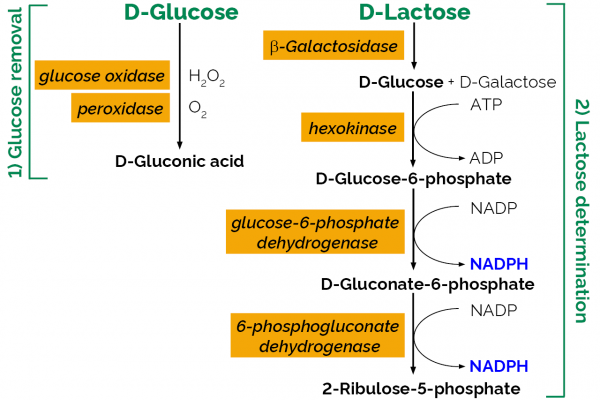 Lactose Assay Kit - Sequential/High Sensitivity