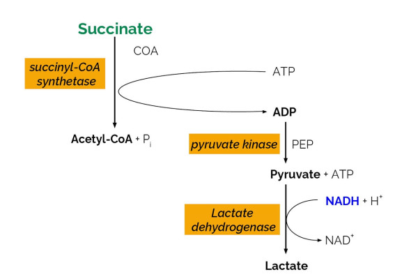 Succinic Acid Assay Kit