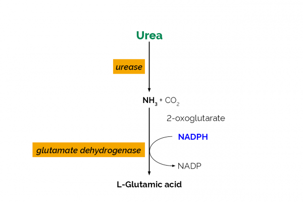 Urea/Ammonia Assay Kit (Rapid)