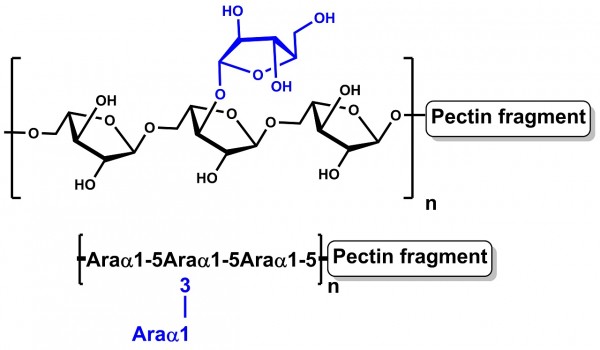Arabinan (Sugar Beet)