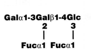 B-Pentasaccharide