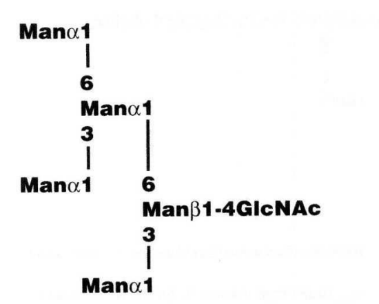 Man5GlcNAc