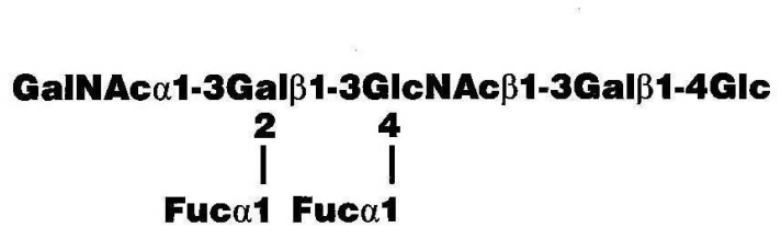 A-Heptasaccharide