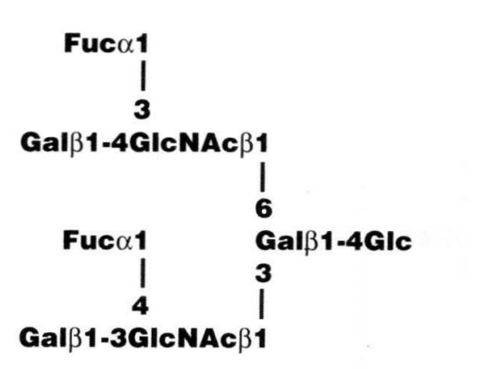 Difucosyllacto-N-hexaose (b)