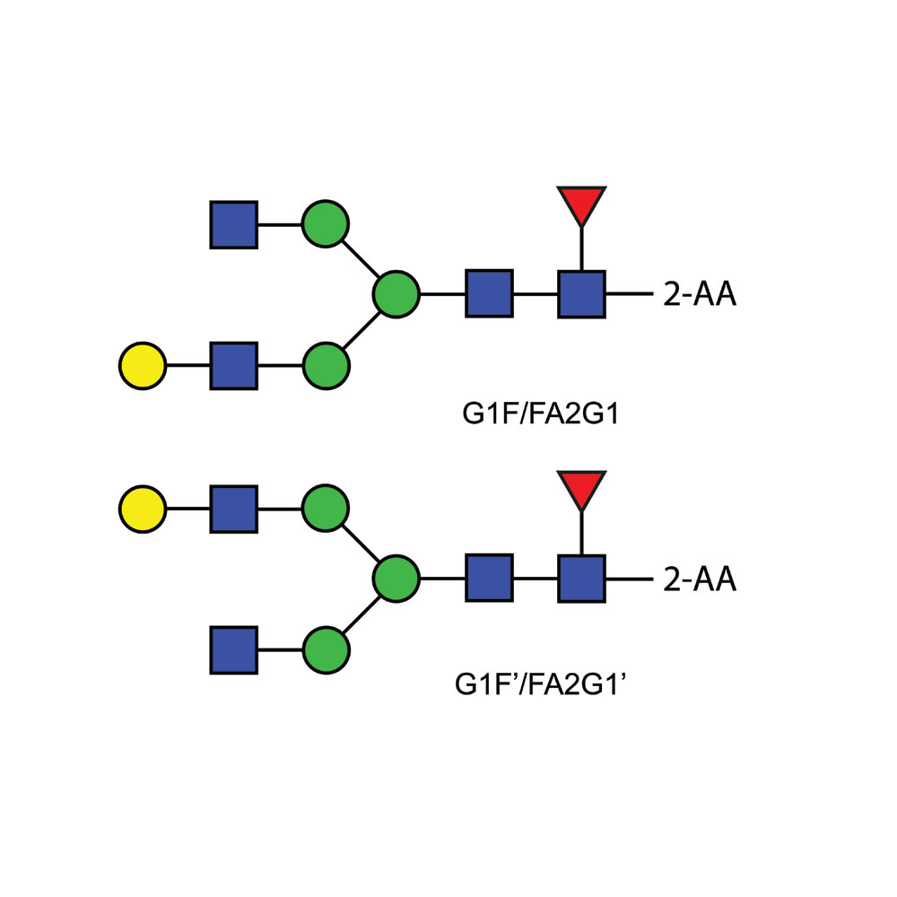 FA2G1 glycan (G1F), 2-AA labelled