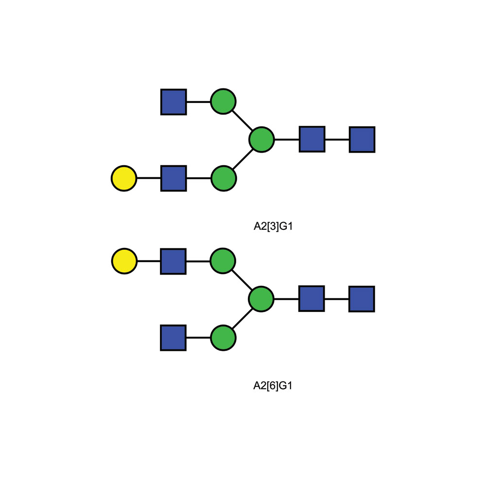 A2G1 glycan (G1)