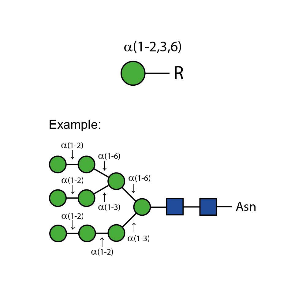 A-(1-2,3,6) mannosidase