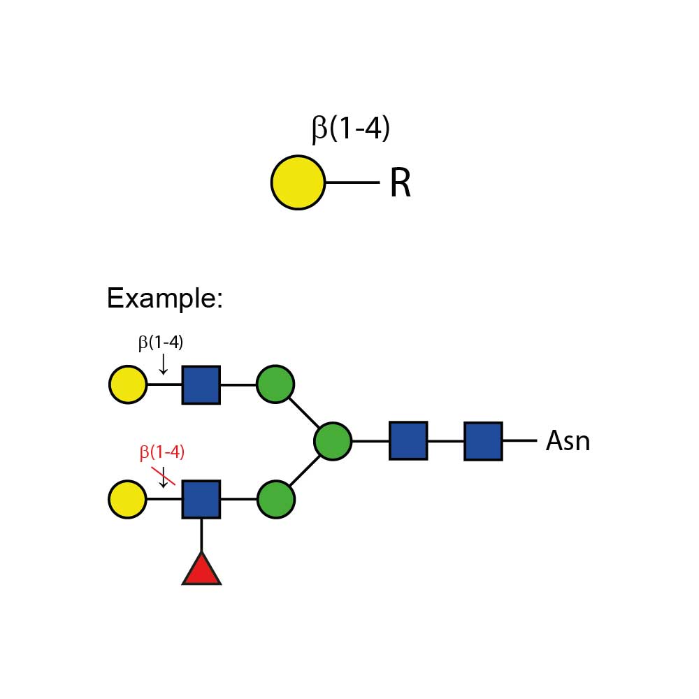 B-(1-4)-galactosidase