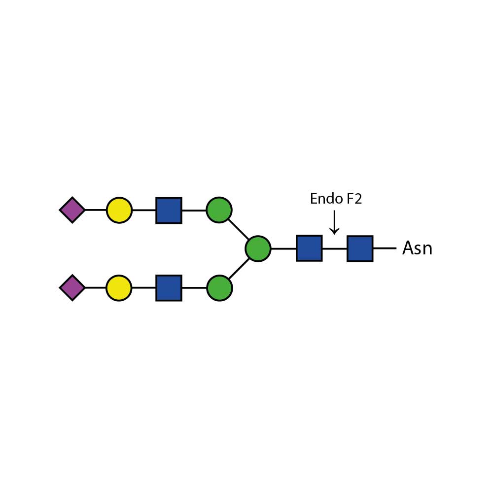 Endoglycosidase F2