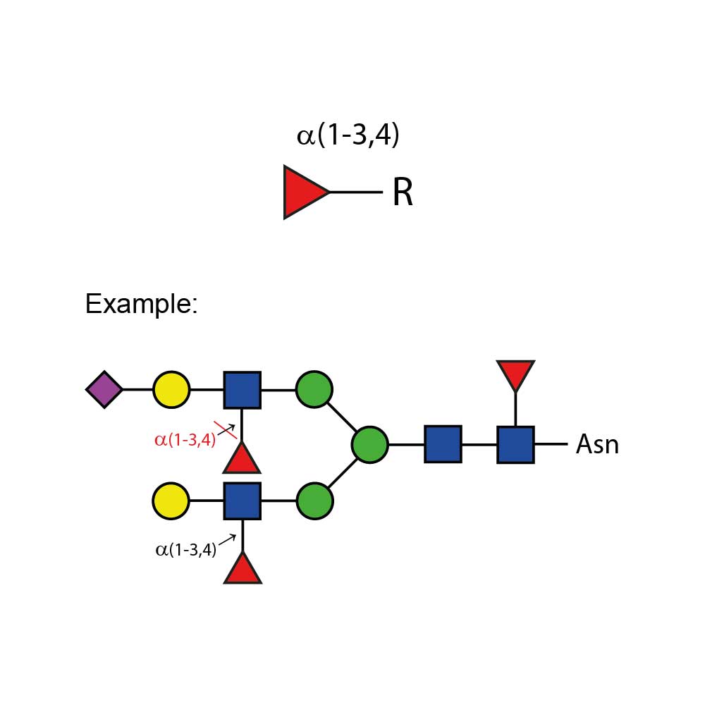 A-(1-3,4) fucosidase