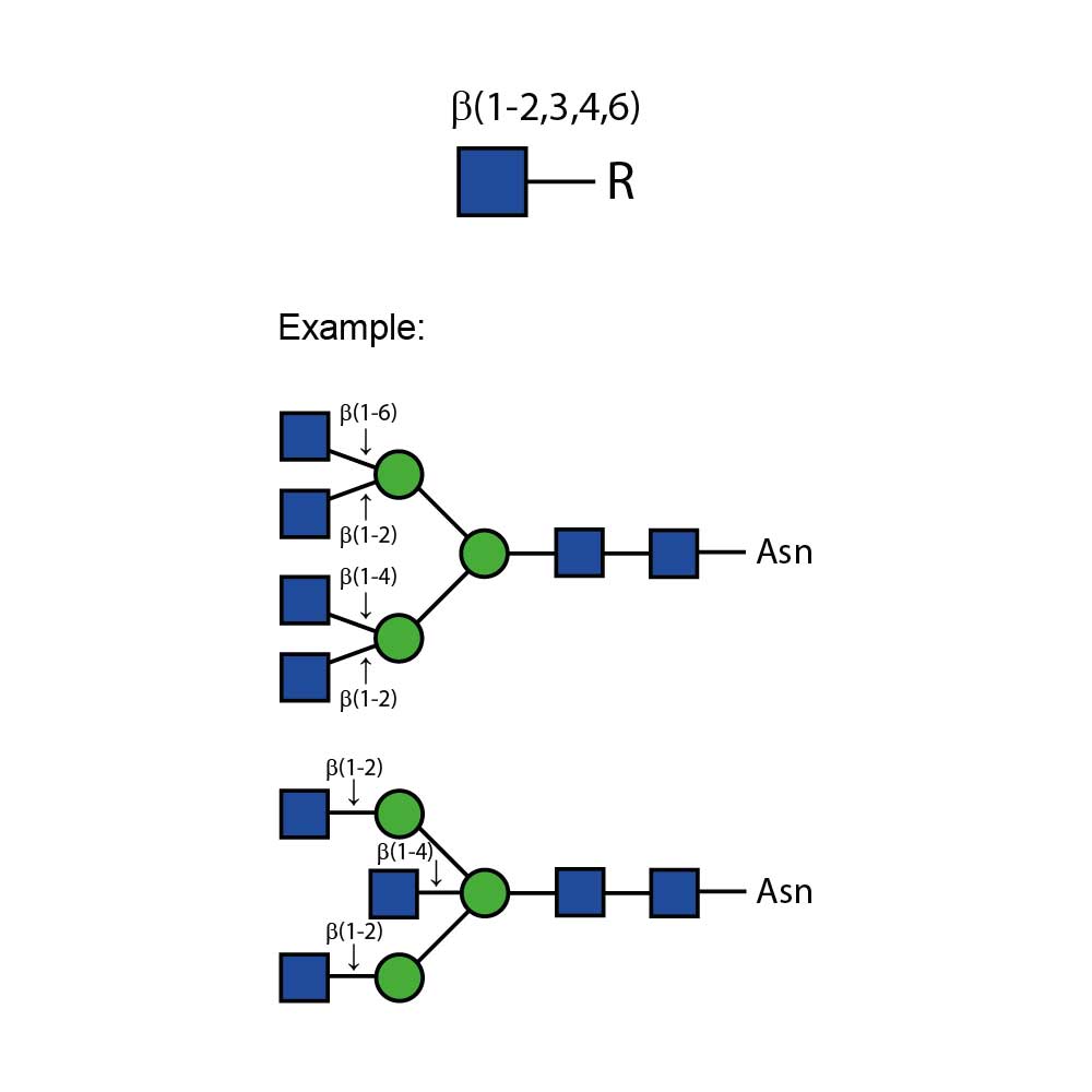 B-N-acetylglucosaminidase