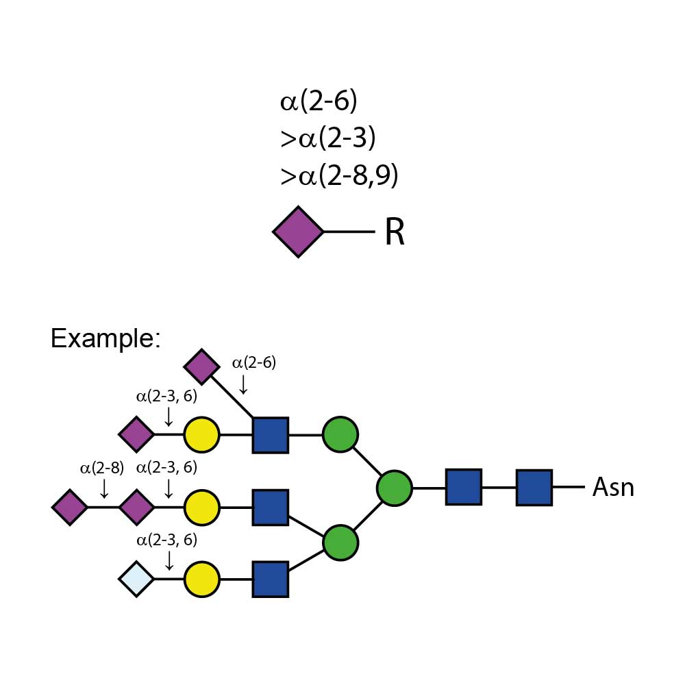 Sialidase Au A-(2-3,6,8,9)