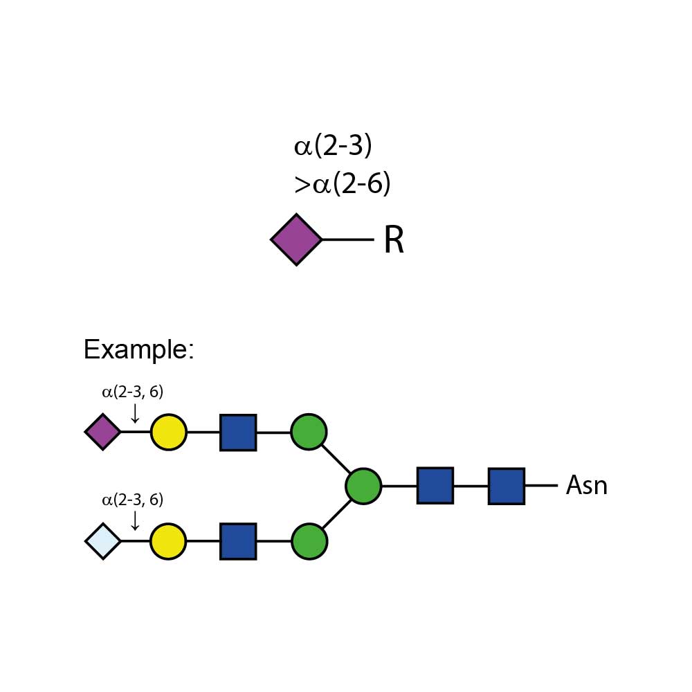 Sialidase Cp A-(2-3,6)
