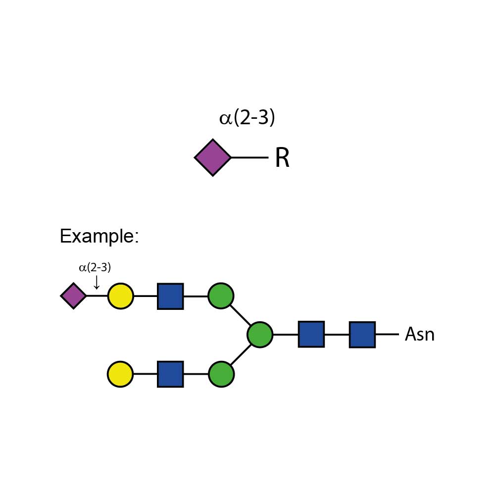 Sialidase Sp A-(2-3)