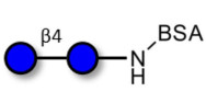 Cellobiose grafted on BSA