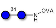 Cellobiose grafted on OVA