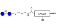Cellobiose with customizable dual functionalization 