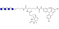 Cellotetraose linked to biotin and fluorescein (Linker-BT-FLUO A)