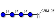 Cellotetraose grafted on CRM197