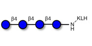 Cellotetraose grafted on KLH