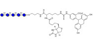 Cellopentaose linked to biotin and fluorescein (Linker-BT-FLUO A)