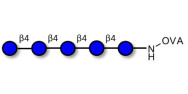 Cellopentaose grafted on OVA