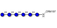 Cellohexaose grafted on CRM197