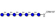 Celloheptaose grafted on CRM197