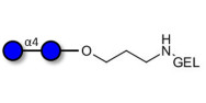 Maltose DP2 grafted on gel for affinity chromatography (Linker-GEL B)