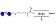 Maltose DP2 with customizable dual functionalization 