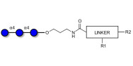 Maltotriose DP3 with customizable dual functionalization 