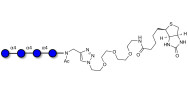 Maltotetraose DP4 linked to biotin (Linker-BT A)