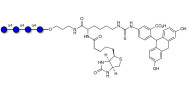 Maltotetraose DP4 linked to biotin and fluorescein (Linker-BT-FLUO A)