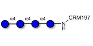 Maltotetraose DP4 grafted on CRM197