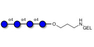 Maltotetraose DP4 grafted on gel for affinity chromatography (Linker-GEL B)